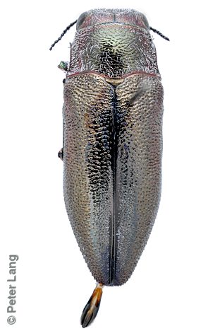 Stanwatkinsius perplexus, PL0798C, male, from Allocasuarina helmsii, EP, 8.5 × 3.0 mm